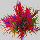 Red Tillandsia Air Plants Live, Set 20 Live Plant, Tillandsia Plants, Succulents Plant Live, Indoor and Outdoor House Plant by GreenHaven Gardens