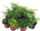 Mini Ferns for Terrariums/Fairy Garden - 10 Plants - 2" Pots by CozyNest Decor