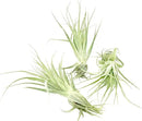 Live Air Plant - Tillandsia Gardneri 5-7” - 3ct - ragnaroc Rare Collectors Indoor Tropical Plant - Live Arrival Guaranteed - House Plants for Home Decor & Gift by GreenHaven Gardens