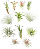 Shop Succulents | Assorted Collection of Tropical Tillandsia Air Plant Kit, Hand Selected Variety Pack | Collection of 12 by GreenHaven Gardens