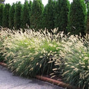 Pack 3 Fountain Grass Plants Live, 5-9 Inch Tall, Ornamental Grasses Live Plants Perennial, Well-Rooted Perennial Grass Clumps (White Fountain Grass) by GreenHaven Gardens