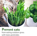 HOME GROWN 30,000+Cat Grass Seeds (6oz) 𝗡𝗢𝗡-𝗚𝗠𝗢 𝗨𝗦𝗔 Heirloom Barley & Oat Mix – Refill for Indoor Cat Grass Growing Kit – Safe Healthy Green Grass for Cats – Pet Grass for Eating & Digestion by GreenHaven Gardens
