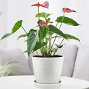 Ceramic Plant Pots,4+5+6 Inch Pots for Indoor Plants,Planters with Drainage Holes and Ceramic Tray, Indoor Flower Pots Gardening Home Desktop Office Windowsill Decoration Gift,Set of 3 (White) by GreenHaven Gardens
