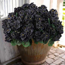 Hananona 6 Bundles Artificial Geranium Flowers for Outdoors Black Silk Geranium Flowers Outdoor UV Resistant Plants Faux Black Flower for Home Kitchen Halloween Table Centerpieces Decor (6, Black) by CozyNest Decor