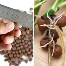 Leca Expanded Clay Pebbles 5LBS Grow Media for Indoor Plants Hydroponic Growing Gardening System Supplies … by GreenHaven Gardens