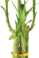 Arcadia Garden Products 5-Stem Lucky Bamboo, Live Indoor Plant in Contour II Ceramic Planter for Home, Work, or Gift, Black ***Cannot Ship to Hawaii*** by GreenHaven Gardens