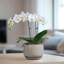 G EPGardening Ceramic Plant Pots - Round 6 Inch Modern Planter with Drainage and Plant Saucer Indoor Outdoor for Flower, Garden Decor, Gifts for Home, Retro Gray by GreenHaven Gardens