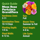 HOME GROWN 23,500+ Moss Rose Seeds (Bulk Pack) Annual Flower for Ground Cover - Heirloom 𝗡𝗢𝗡-𝗚𝗠𝗢 Portulaca Seeds for Planting Outdoors - Great for Low-Maintenance Gardens (Portulaca grandiflora) by GreenHaven Gardens