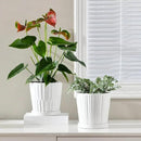 Ton Sin Plant Pots,White 6 Inch Flower Pots for Plants,Ceramic Planter with Drainage Holes,Indoor Planter Pots with Saucer,Outdoor Garden Pots (White, 4 Pack) by GreenHaven Gardens