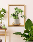 yadoker Wall Planters for Indoor Plants,Bamboo Hanging Plant Holders, Wall Decor Plant Stand, 1-Pack Window Plant Shelves for Living Room & Entryway by GreenHaven Gardens