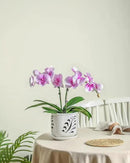 Ceramic Orchid Pot, 6 Inch Orchid Pots with Holes and Saucer for Indoor/Outdoor Plants Drainage & Air Circulation, White Orchid Planter for Repotting or New Plants by GreenHaven Gardens