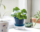 D'vine Dev 4 Inch Design Self Watering Planter for Indoor Plants, Blue Terracotta Pot with Cylinder Glass Cup, 37-X-A-4 by GreenHaven Gardens
