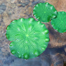 Superdream Artificial Realistic Lily Pads Floating Scenery Lotus Pods for Pool Decoration Aquarium Fish Pond Water Decorative (Pack of 6) by GreenHaven Gardens