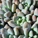 Altman Plants, Live Succulent Plants (20 Pack) Assorted Potted Succulents Plants Live House Plants in Cacti and Succulent Soil Mix, Cactus Plants Live Indoor Plants Live Houseplants in Planter Pots by GreenHaven Gardens