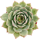 Live Succulent Plants Echeveria 'Pink Tips', Easy Care Potted Succulents, Approx 4" D x 4" H, Indoor Houseplant, Unique Gifts, Home Office Décor by GreenHaven Gardens