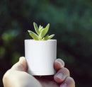D'vine Dev 24 Pack 2 Inch Mini Plastic Plant Pots, Small Garden Planters for Plant with Drainage Holes and Saucers, White Color, 74-Z-A-6 by GreenHaven Gardens