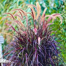 Pack 3 Fountain Grass Plants Live, 5-9 Inch Tall, Ornamental Grasses Live Plants Perennial, Well-Rooted Perennial Grass Clumps (Purple Fountain Grass) by GreenHaven Gardens
