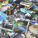 Menique Wild Animals Memory Matching Game – Spanish Edition – 80 Cards (40 Pairs) with Real Photos – Educational Game in Spanish for Kids and Adults – Includes Booklet by TinyTreasures Baby Boutique