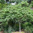Eastern Redbud Tree (Cercis) - Live Plant - (2.5 QT) by GreenHaven Gardens