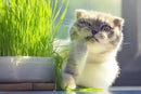 Organic Cat Grass Growing Medium by Gardenera - Create a Safe and Healthy Environment for Your Cat - 2 QUARTS by GreenHaven Gardens