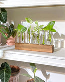 KAXYEW Plant Terrarium with Wooden Stand, Plant Propagation Tubes, 7 Test Tubes Glass Planter for Hydroponic Plant Cuttings Home Office Décor by GreenHaven Gardens