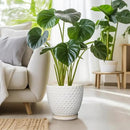 G EPGardening 10 Inch Plant Pot Ceramic Pots for Plants Indoor Outdoor Plant Pots with Drainage Hole and Saucer Round Large Flower Pot for Home Garden Office White by GreenHaven Gardens