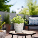 Ceramic Plant Pot 6.9 Inch - Ceramic Planter with Drainage Hole and Saucer Round Planter Flower Pot for Indoor Plants Outdoor Home Garden Office Decor White by CozyNest Decor