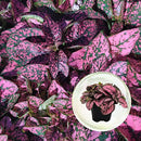 Polka Dot Plant (4-Pack) - Live Houseplants, Small Indoor Plants, Hypoestes Rose - Colorful, Air-Purifying House Plants by GreenHaven Gardens