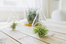 5 Pack of Classic Air Plants Variety - Live Succulent House Plants - Available in Wholesale and Bulk - Home and Garden Decor - Easy Care Indoor/Outdoor Air Plant