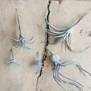 CHIVE Artificial Air Plants — Bulk Set of 5, Medium — Ultra Realistic Fake Tillandsia Bromeliad Plants — Decorative Faux Succulents for Home & Office Decor — No Care Needed! by GreenHaven Gardens