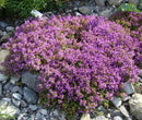 30000+ Creeping Thyme Seeds – 4g – Perennial Ground Cover Plants Flowers Non-GMO Heirloom – Purple Bloom Garden Seeds for Planting by GreenHaven Gardens