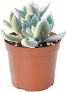 Live Succulent Plants Snow White Panda Plant, Easy Care Potted Succulents, Approx 4" D x 6" H, Indoor Houseplant, Unique Gifts, Home Office Décor by GreenHaven Gardens