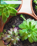 vensovo 5.7 Inch Black Terracotta Shallow Succulent Pots - 6 Pack Terra Cotta Clay Pot with Saucer, Cacuts Indoor and Outdoor Planters with Drainage Hole by GreenHaven Gardens