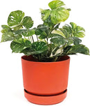Elly Décor 14 inch Plastic Cylinder Planter Pot with Self-Watering Saucer and Drainage Hole,Lightweight & Extremely Durable, 14"x 14", Terracotta by GreenHaven Gardens