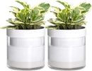 Phoenix Vine 6 Inch Self Watering Planter, White Terracotta Clay Pot with Glass Reservoir for Indoor Plants, Herbs, Flowers, Set of 2, 52-B-F-2 by GreenHaven Gardens