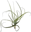 Air Plants - Tillandsia Straminea Jumbo 6-9" - 2ct - Live Arrival Guaranteed - House Plants for Home Decor & Gift by GreenHaven Gardens