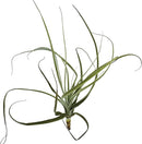 Air Plants - Tillandsia Straminea Jumbo 6-9" - 5ct - Live Arrival Guaranteed - House Plants for Home Decor & Gift by GreenHaven Gardens