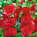 Premium Rare Hollyhock Seeds – 100+ Double Red Hollyhock Flower Seeds – Non-GMO, Heirloom Perennial – Showy Blooms for Outdoor Planting (Dwarf Double Red Hollyhock) by GreenHaven Gardens