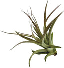 Air Plants - Tillandsia Brachycaulos Multiflora, Jumbo 5-7" - 3 ct - Live Arrival Guaranteed - House Plants for Home Decor & Gift by GreenHaven Gardens