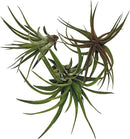 Air Plants - Tillandsia Brachycaulos Abdita, Large 4-6" - 3 ct - Live Arrival Guaranteed - House Plants for Home Decor & Gift by GreenHaven Gardens