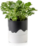 Nihow Self Watering Plant Pot: 6 Inch Ceramic Planter with Drainage Hole & Water Storage Plus for Indoor & Outdoor Plants - Cylinder Round Flower Pot for Succulent/Herbs/Violets - Black & Wave White by GreenHaven Gardens