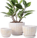 Ceramic Plant Pots with Drainage Holes and Saucers, Round Flower Pots for Indoor Plant, Diameter 3.3/4.3/5.5 Inches Small Flower Planters Set of 3 by CozyNest Decor
