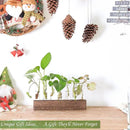 KAXYEW Desktop Glass Plant Propagation Station Test Tube Plant Terrarium in Wooden Stand for Hydroponic Plants Cutting Office Home Decoration by GreenHaven Gardens