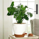 Uneed Indoor Self Watering Planters with Drainage Holes and Saucers, 7/6.5/6/5.5/5 Inch-5 Pots,for Indoor Plants, Herbs, Succulents (White) by CozyNest Decor
