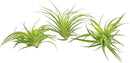 Live Air Plants - Tillandsia Geminiflora 1-3" - 3ct – ragnaroc Live Indoor Plant - Live Arrival Guaranteed - House Plants for Home Decor & Gift by GreenHaven Gardens