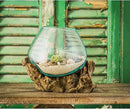 Cape Craftsmen 10" H Hand-Blown Blue Tinted Bubble Glass On Natural Teak Driftwood Terrarium | Home Décor Indoor Planter with Stand | Pot for Succulent and Plants by GreenHaven Gardens
