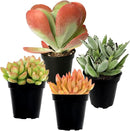 Altman Plants Desert Fire Live Succulents 4-Pack, Mini Plants Succulent Mix, Live Plants, Mini Succulents, House Plants, Live Succulent Plants, Outdoor & Indoor Plants for Event, Wedding, Kid Crafts by GreenHaven Gardens