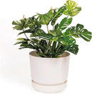 Elly Décor 12 inch Plastic Cylinder Planter Pot with Self-Watering Saucer and Drainage Hole,Lightweight & Extremely Durable, 12"x 12", White by CozyNest Decor