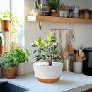 8 Inch Pots for Indoor Plants, Self Watering Planters with Drainage and Saucers, Plastic Outdoor Flower Pot, Set of 2, White by GreenHaven Gardens