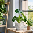6.9 Inch Plant Pot with Drainage Hole and Saucer Ceramic Planter for Indoor Plant Flower Pot for Orchid Succulents Plants White by CozyNest Decor